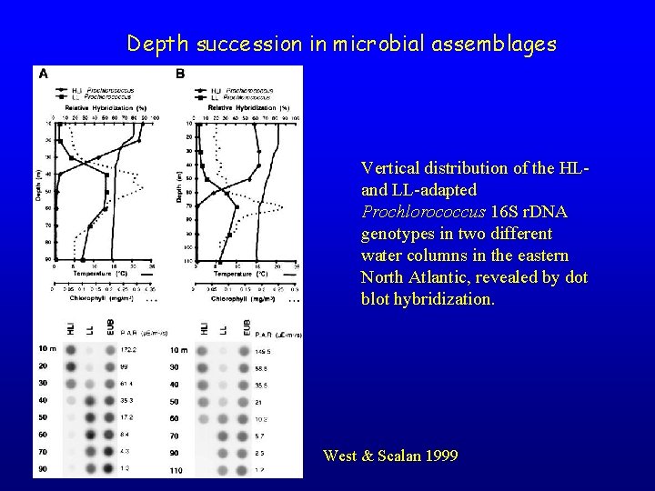 Depth succession in microbial assemblages Vertical distribution of the HLand LL-adapted Prochlorococcus 16 S