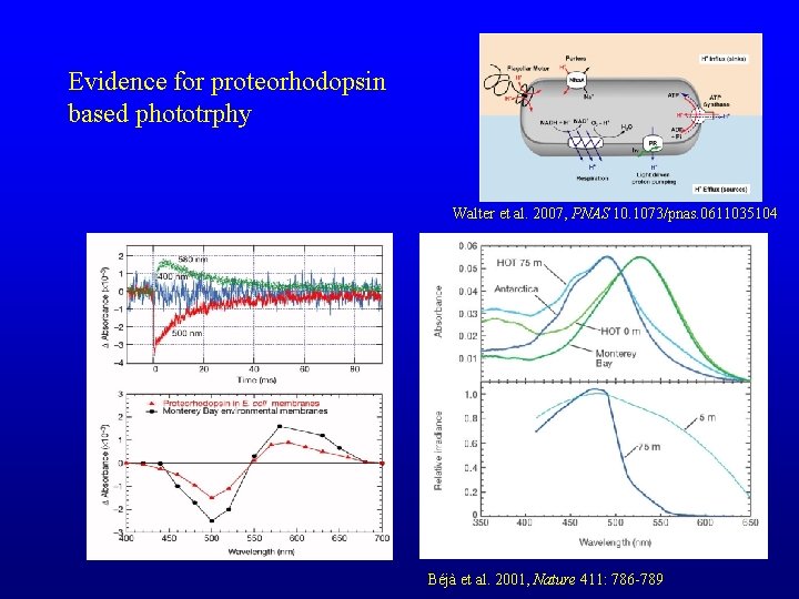 Evidence for proteorhodopsin based phototrphy Walter et al. 2007, PNAS 10. 1073/pnas. 0611035104 Béjà