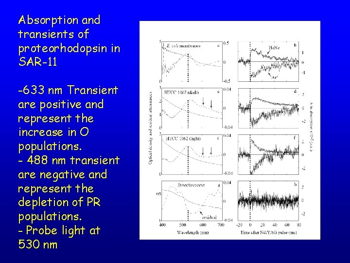 Absorption and transients of proteorhodopsin in SAR-11 -633 nm Transient are positive and represent