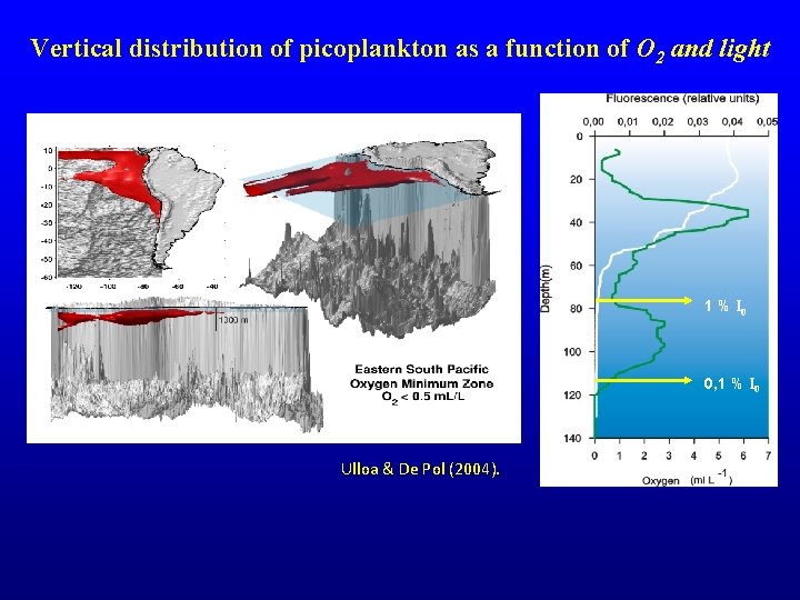 Vertical distribution of picoplankton as a function of O 2 and light 1 %