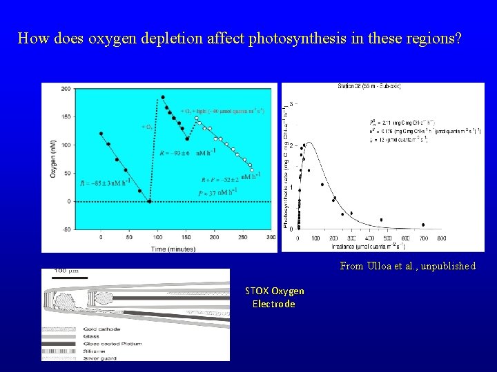 How does oxygen depletion affect photosynthesis in these regions? From Ulloa et al. ,