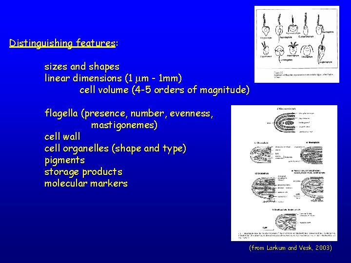 Distinguishing features: sizes and shapes linear dimensions (1 m - 1 mm) cell volume