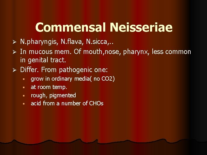 Commensal Neisseriae N. pharyngis, N. flava, N. sicca, . . Ø In mucous mem. Commensal Neisseriae N. pharyngis, N. flava, N. sicca, . . Ø In mucous mem.