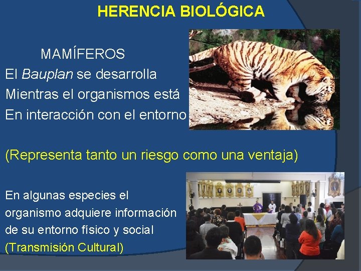 HERENCIA BIOLÓGICA MAMÍFEROS El Bauplan se desarrolla Mientras el organismos está En interacción con