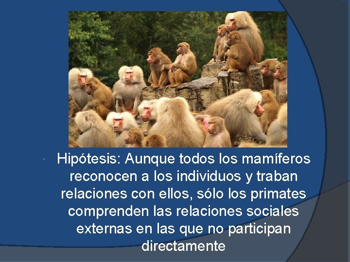  Hipótesis: Aunque todos los mamíferos reconocen a los individuos y traban relaciones con