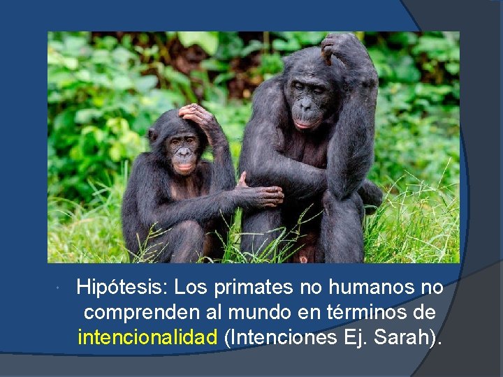  Hipótesis: Los primates no humanos no comprenden al mundo en términos de intencionalidad