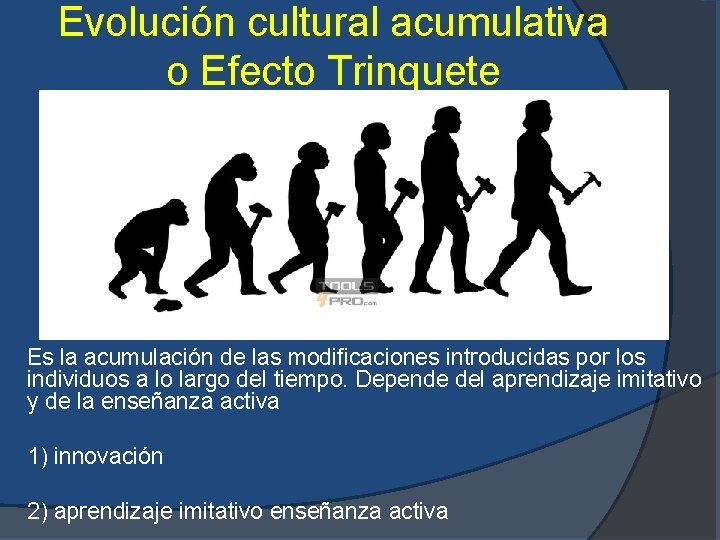 Evolución cultural acumulativa o Efecto Trinquete Es la acumulación de las modificaciones introducidas por