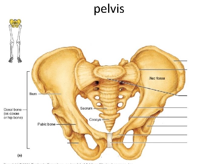 pelvis 