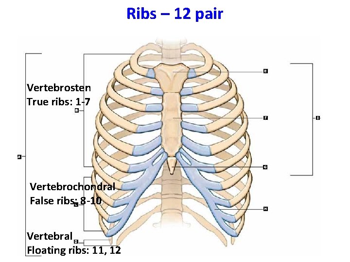 Ribs – 12 pair Vertebrosten True ribs: 1 -7 Vertebrochondral False ribs: 8 -10