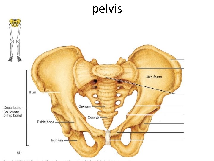 pelvis 