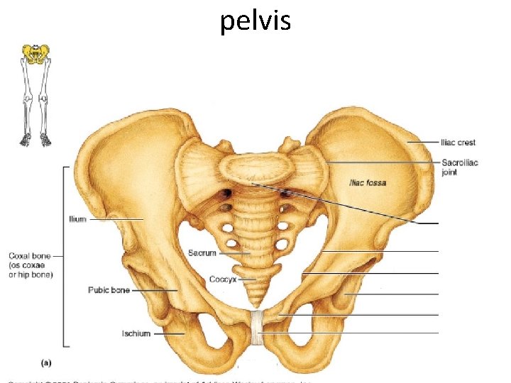 pelvis 