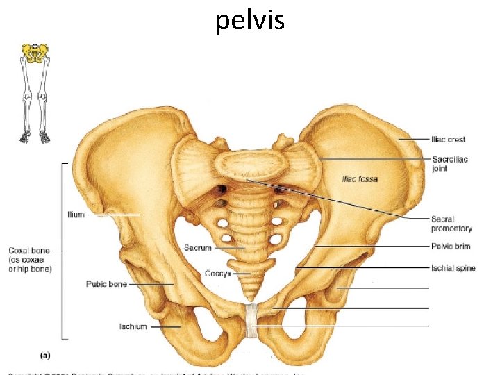 pelvis 