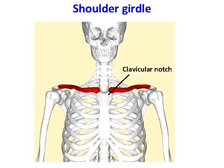 Shoulder girdle Clavicular notch 