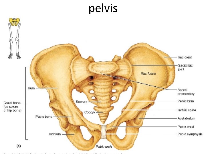 pelvis 