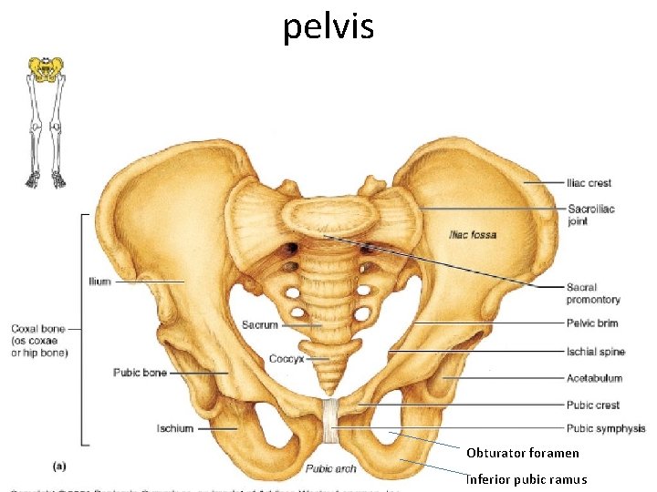 pelvis Obturator foramen Inferior pubic ramus 
