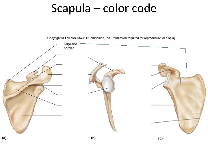 Scapula – color code 