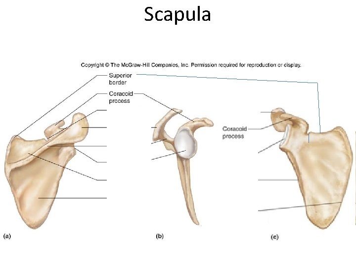 Scapula Scapula