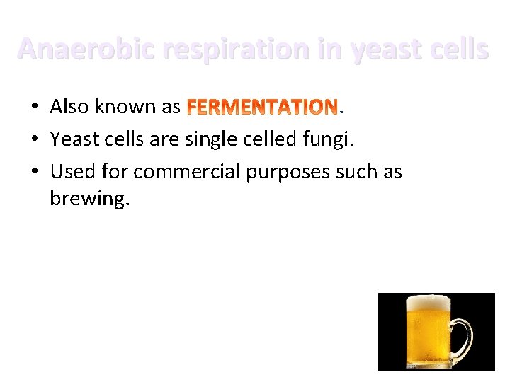 Anaerobic respiration in yeast cells • Also known as. • Yeast cells are single