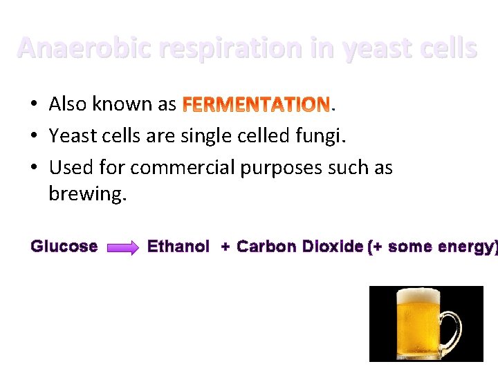 Anaerobic respiration in yeast cells • Also known as. • Yeast cells are single