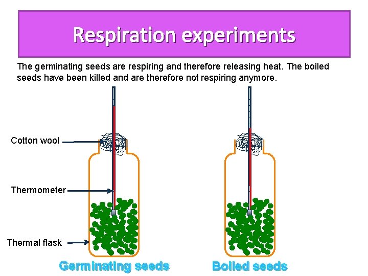 Respiration experiments The germinating seeds are respiring and therefore releasing heat. The boiled seeds