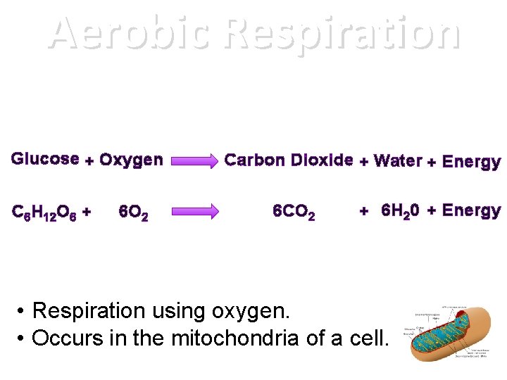 Aerobic Respiration Glucose + Oxygen C 6 H 12 O 6 + 6 O
