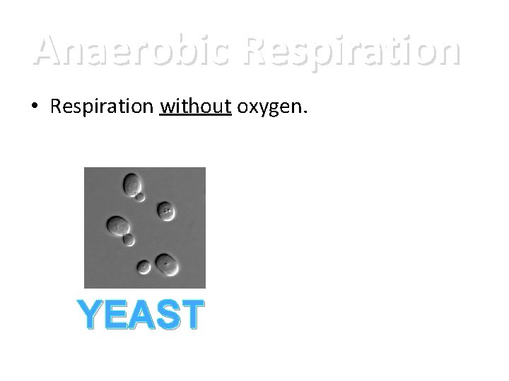 Anaerobic Respiration • Respiration without oxygen. YEAST 
