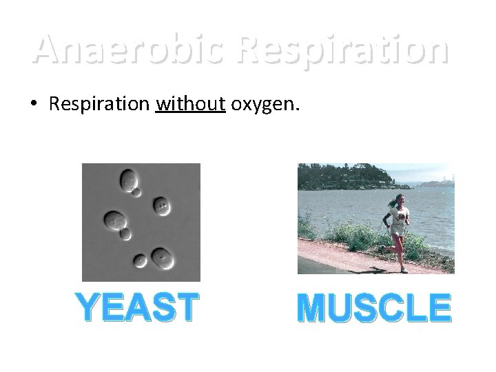 Anaerobic Respiration • Respiration without oxygen. YEAST MUSCLE 
