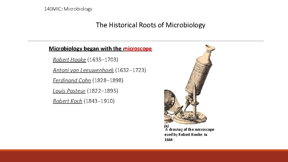 140 MIC: Microbiology The Historical Roots of Microbiology began with the microscope Robert Hooke