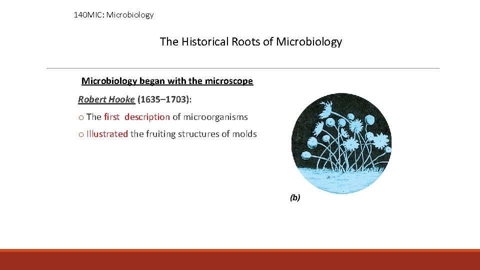 140 MIC: Microbiology The Historical Roots of Microbiology began with the microscope Robert Hooke