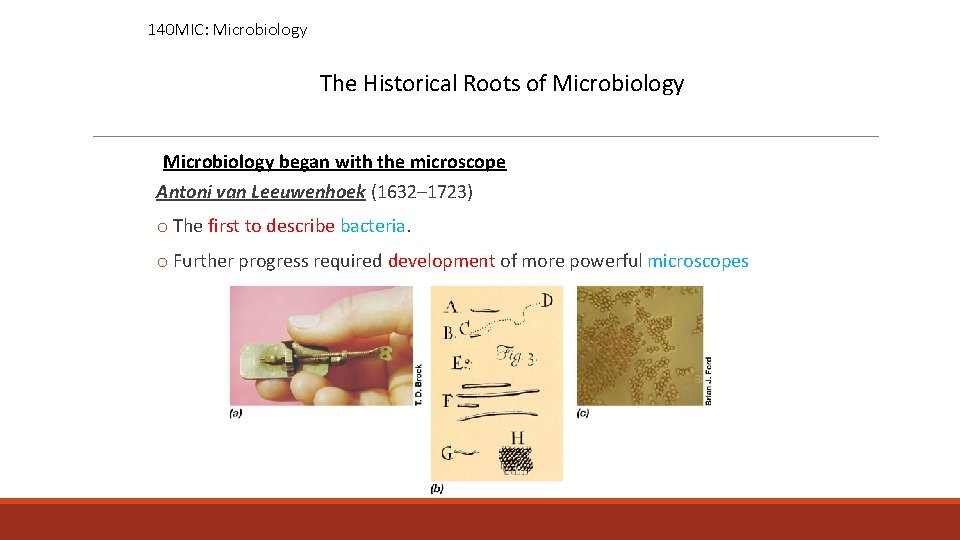 140 MIC: Microbiology The Historical Roots of Microbiology began with the microscope Antoni van