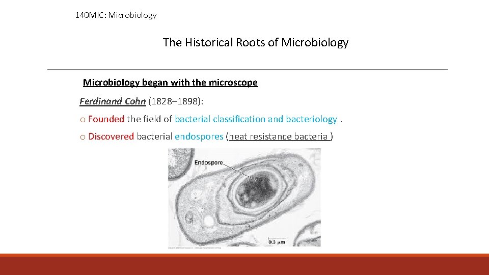 140 MIC: Microbiology The Historical Roots of Microbiology began with the microscope Ferdinand Cohn