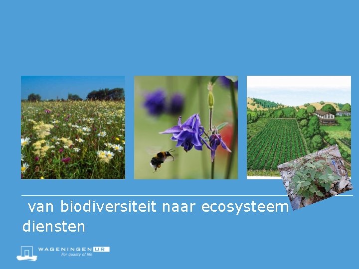 van biodiversiteit naar ecosysteem diensten 