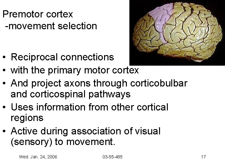 Premotor cortex -movement selection • Reciprocal connections • with the primary motor cortex •