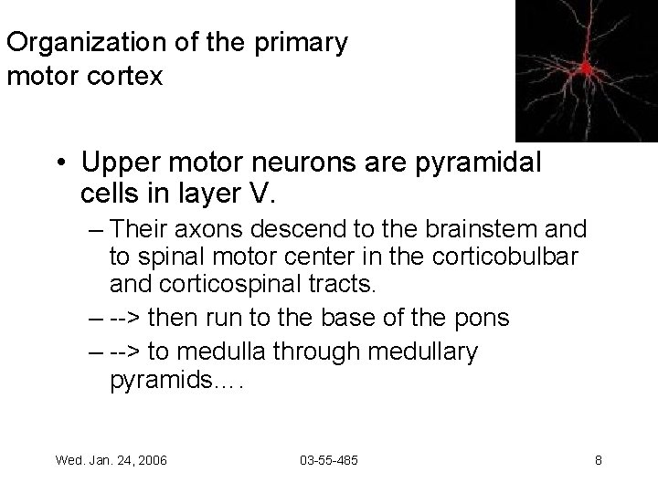 Organization of the primary motor cortex • Upper motor neurons are pyramidal cells in