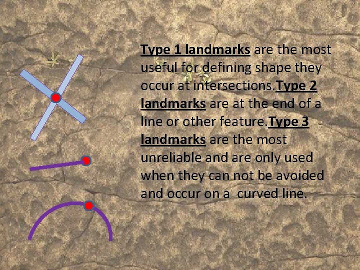 Type 1 landmarks are the most useful for defining shape they occur at intersections.