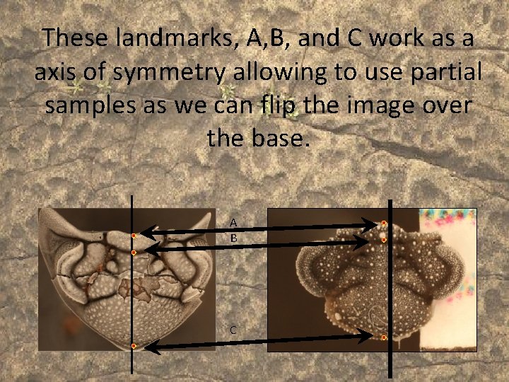 These landmarks, A, B, and C work as a axis of symmetry allowing to