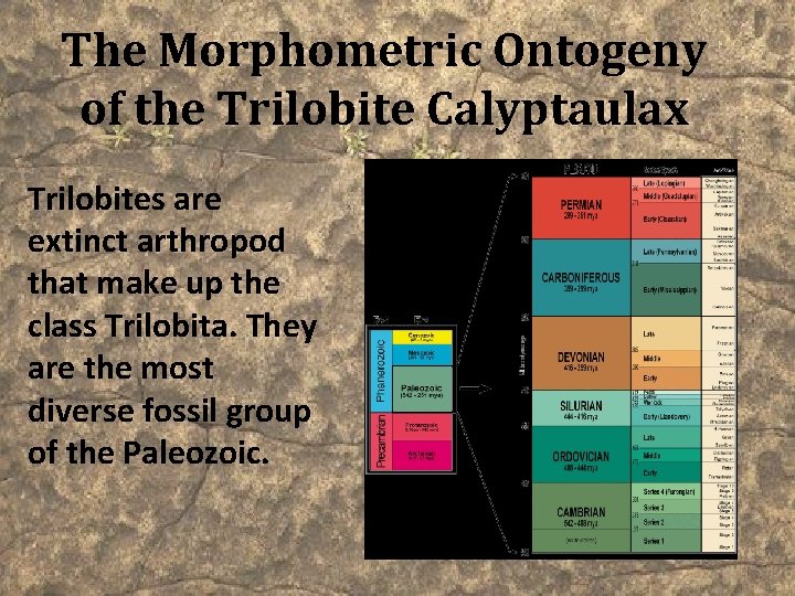 The Morphometric Ontogeny of the Trilobite Calyptaulax Trilobites are extinct arthropod that make up