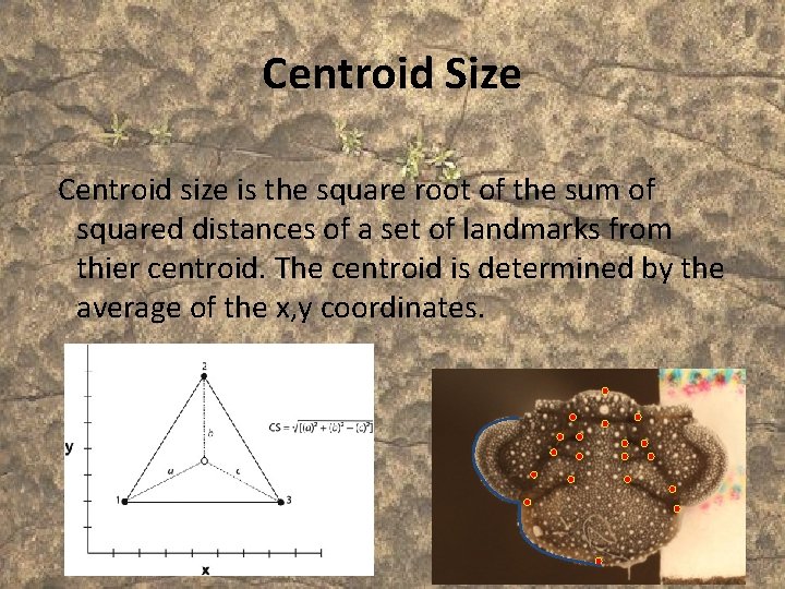 Centroid Size Centroid size is the square root of the sum of squared distances