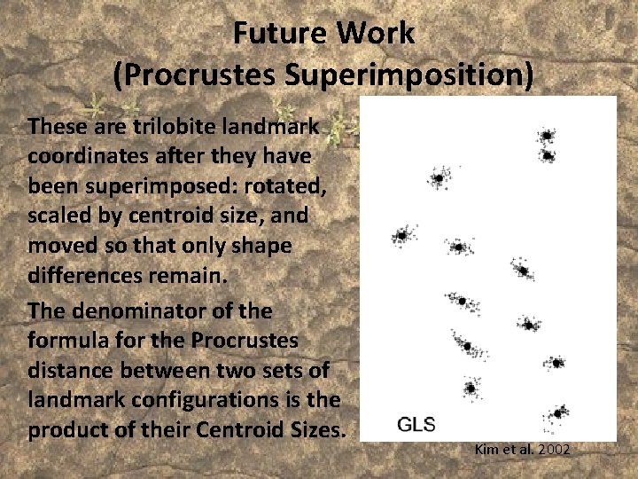 Future Work (Procrustes Superimposition) These are trilobite landmark coordinates after they have been superimposed: