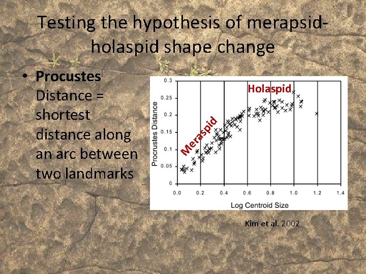 Testing the hypothesis of merapsidholaspid shape change er as pi d Holaspid M •