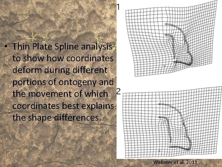  • Thin Plate Spline analysis to show coordinates deform during different portions of