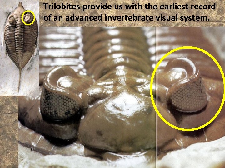 Trilobites provide us with the earliest record of an advanced invertebrate visual system. 