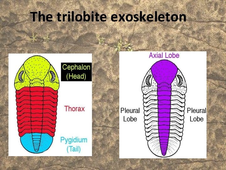The trilobite exoskeleton 