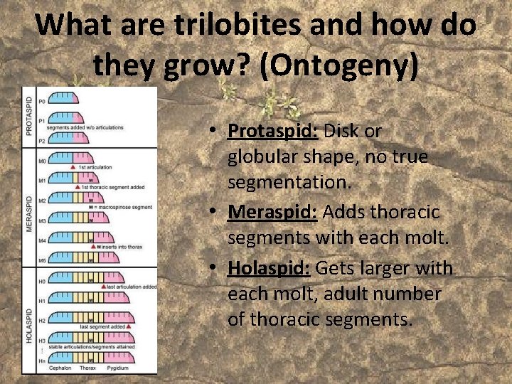 What are trilobites and how do they grow? (Ontogeny) • Protaspid: Disk or globular