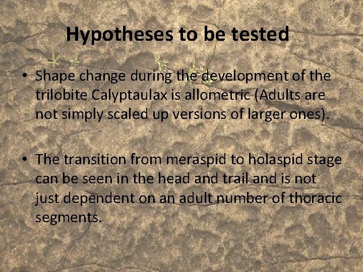 Hypotheses to be tested • Shape change during the development of the trilobite Calyptaulax