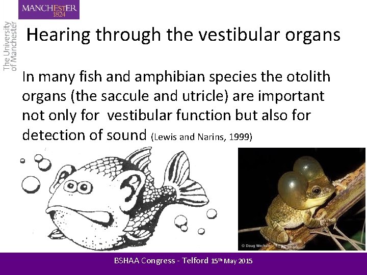 Hearing through the vestibular organs In many fish and amphibian species the otolith organs