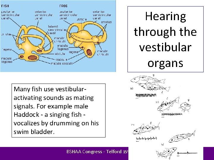 Hearing through the vestibular organs Many fish use vestibularactivating sounds as mating signals. For
