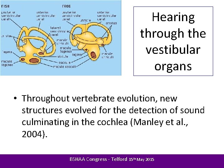 Hearing through the vestibular organs • Throughout vertebrate evolution, new structures evolved for the