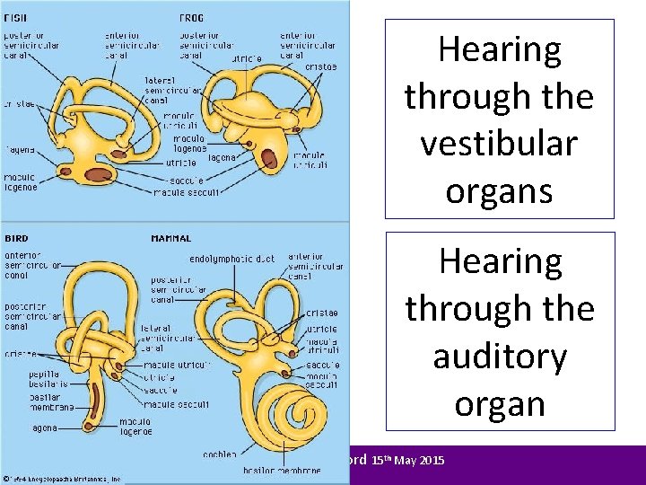 Hearing through the vestibular organs Hearing through the auditory organ BSHAA Congress - Telford