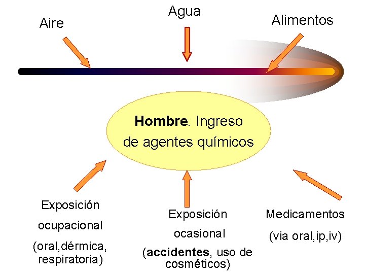 Aire Agua Alimentos Hombre. Ingreso de agentes químicos Exposición ocupacional (oral, dérmica, respiratoria) Exposición